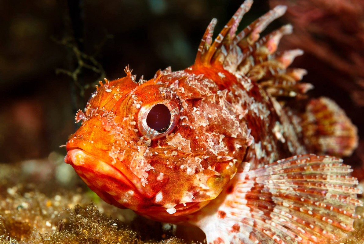 European Diving School - Kurt Amsler