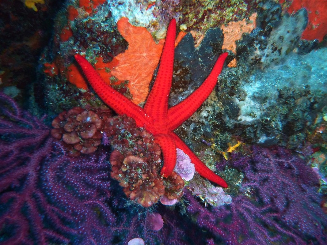 European Diving School - European Diving School