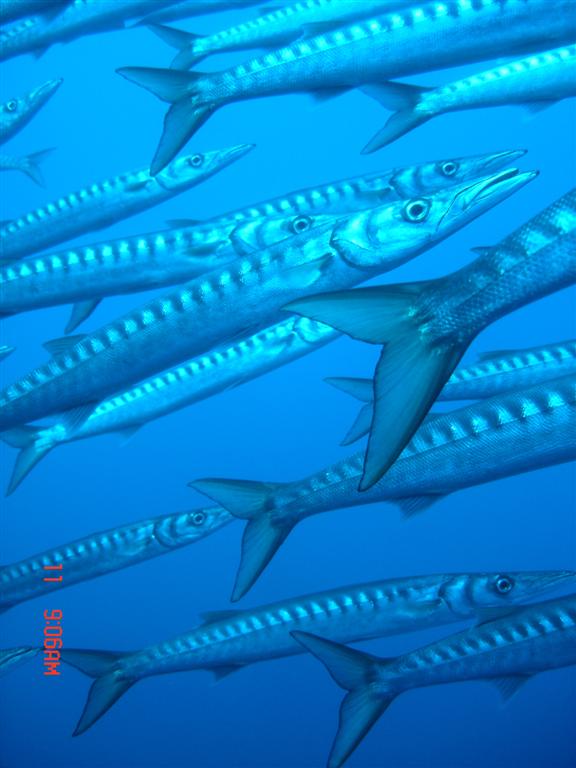 European Diving School - European Diving School