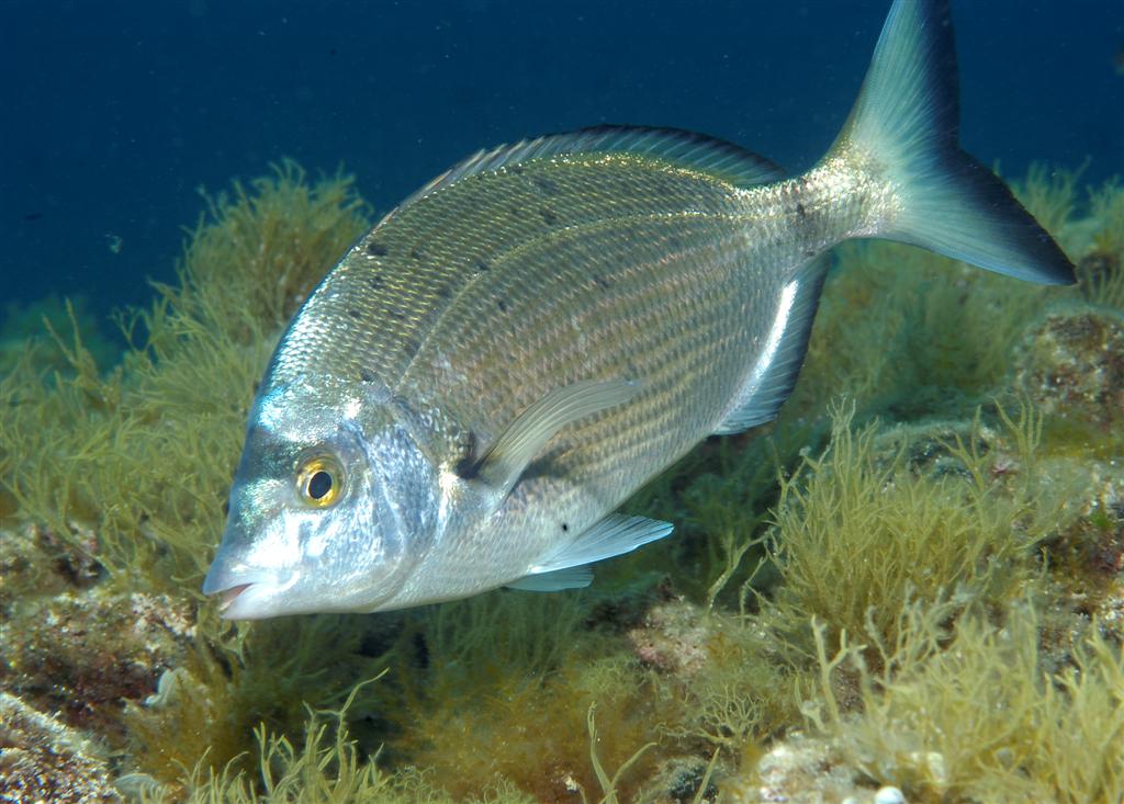 European Diving School - Kurt Amsler