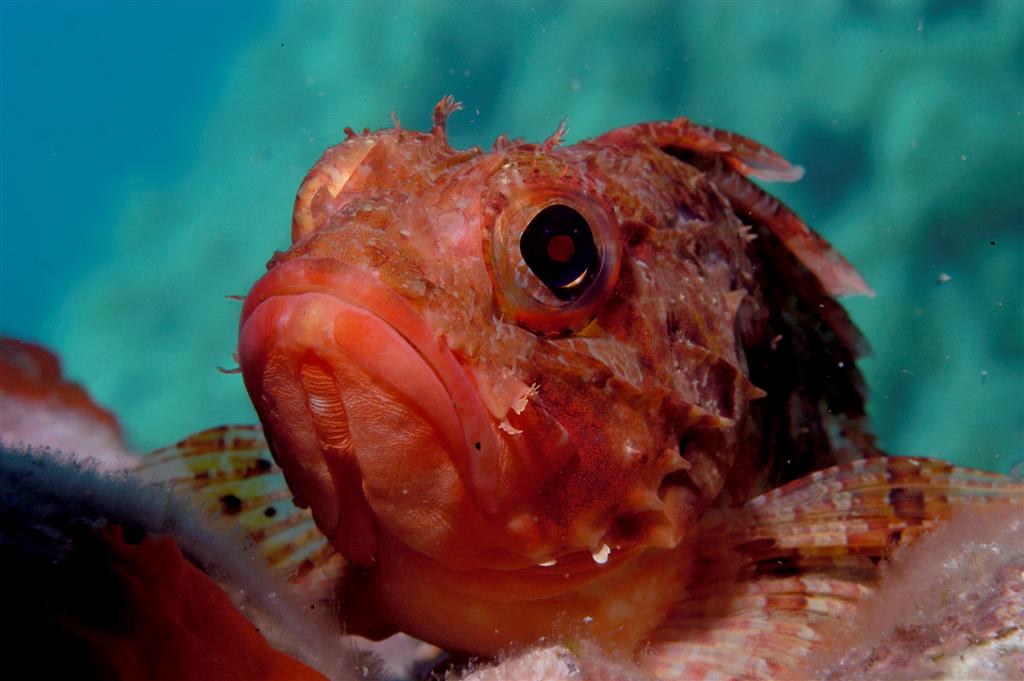 European Diving School - Kurt Amsler