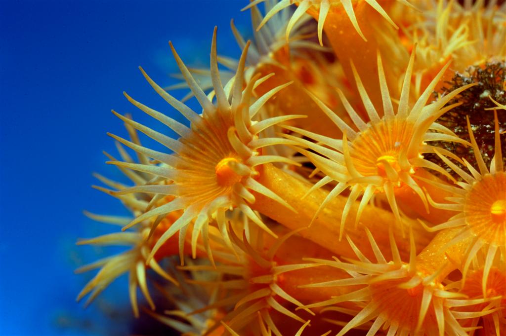 European Diving School - Kurt Amsler