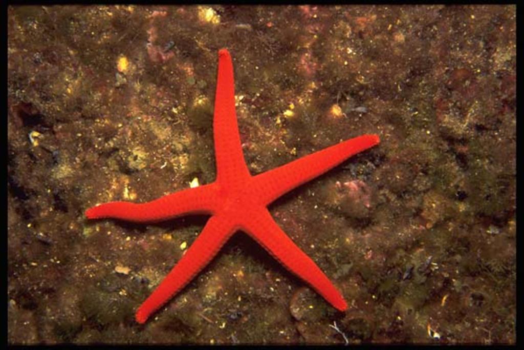 European Diving School - Manuela Kirschner