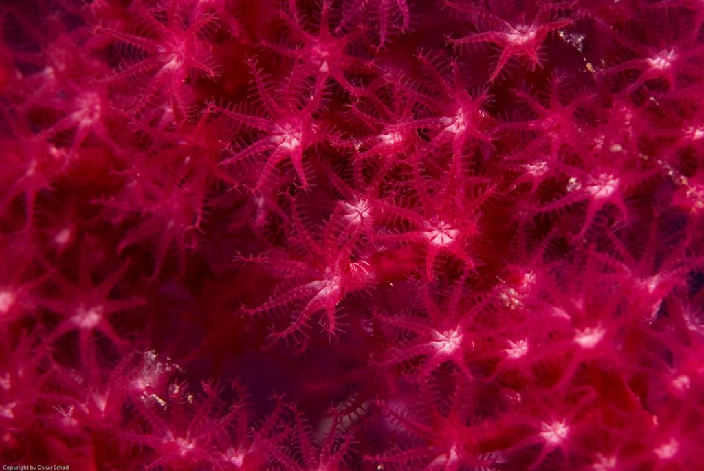 European Diving School - Manuela Kirschner