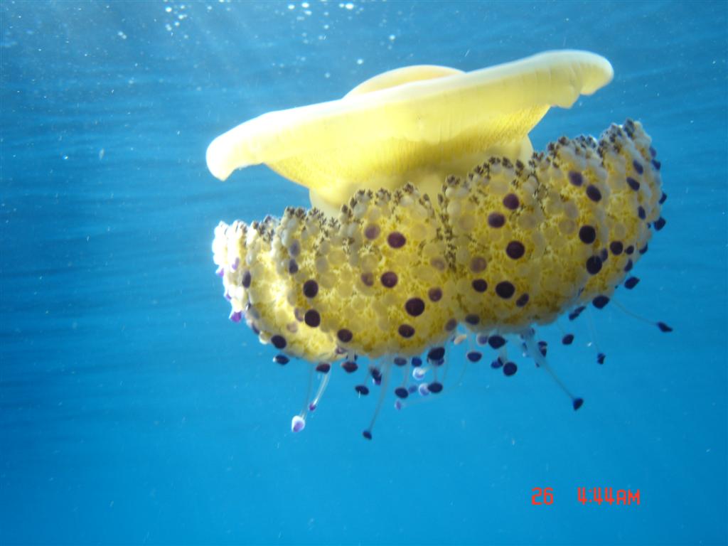 European Diving School - European Diving School