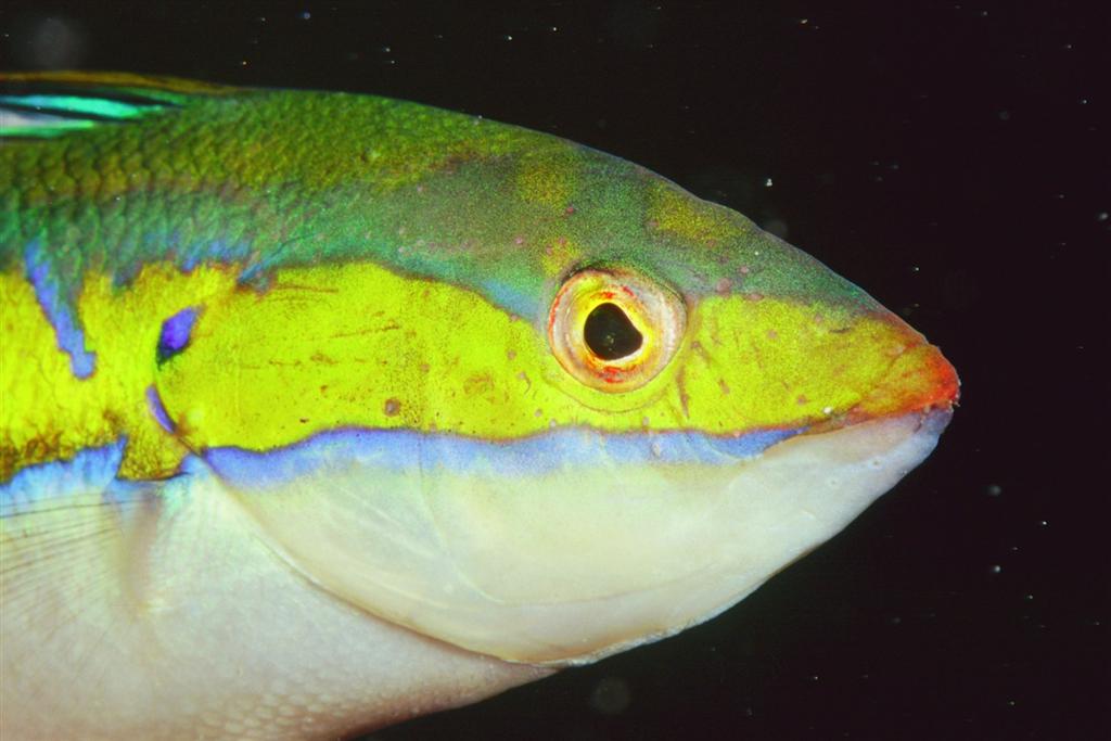 European Diving School - Manuela Kirschner