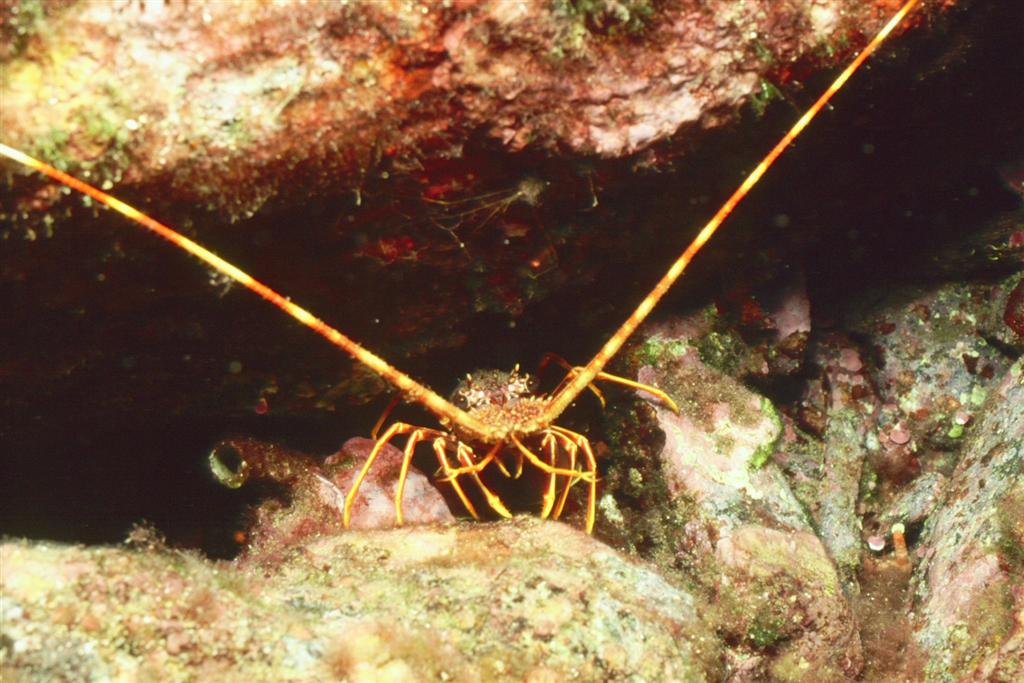 European Diving School - Manuela Kirschner