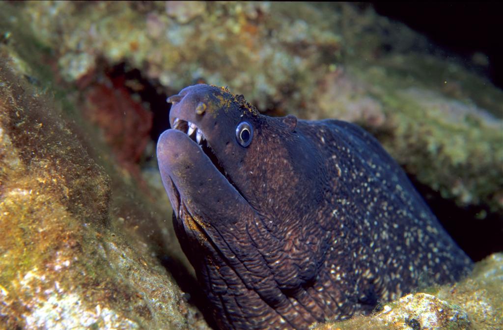 European Diving School - Kurt Amsler