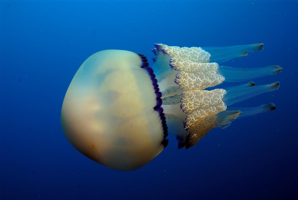 European Diving School - Kurt Amsler