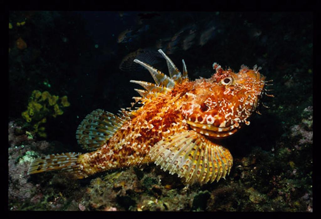 European Diving School - Manuela Kirschner