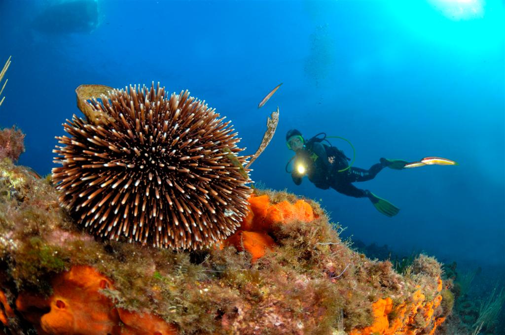 European Diving School - Kurt Amsler