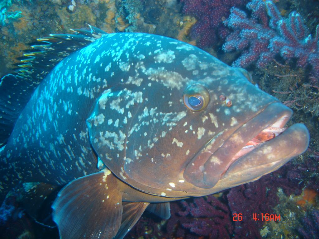 European Diving School - European Diving School