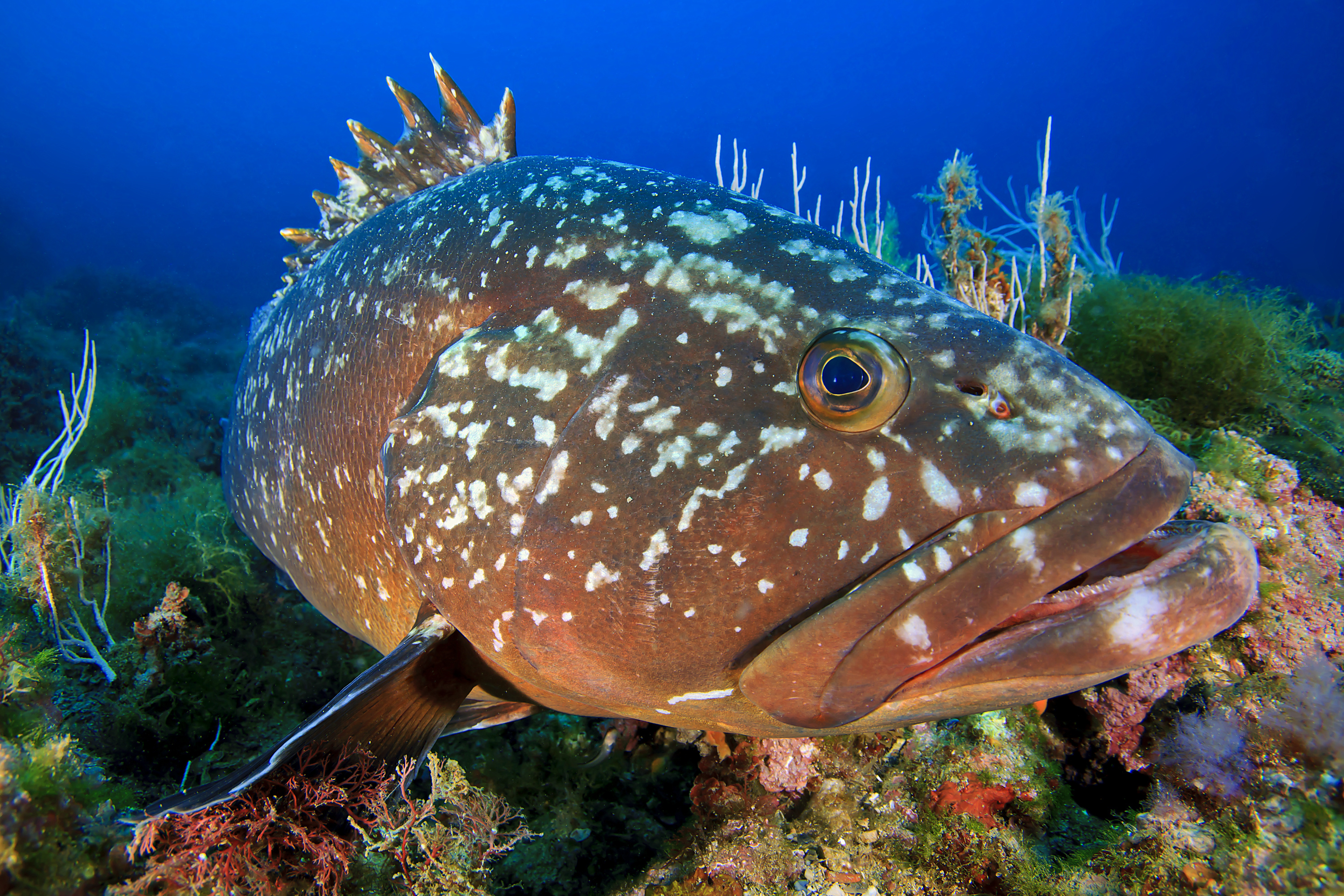 Mérou - Evasion Plongée