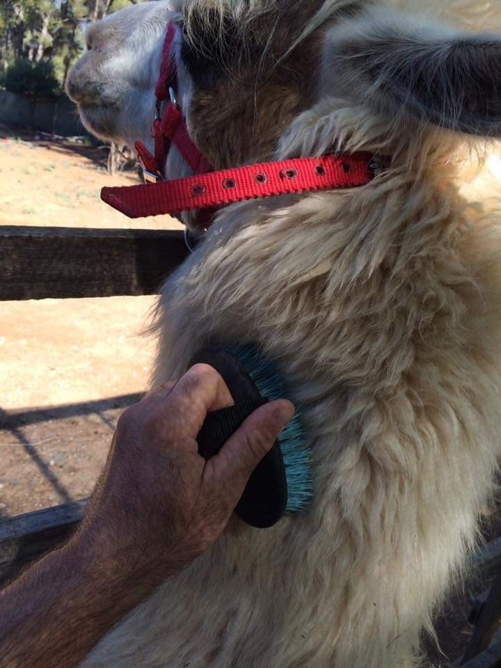 Var Lamas - Var Lamas