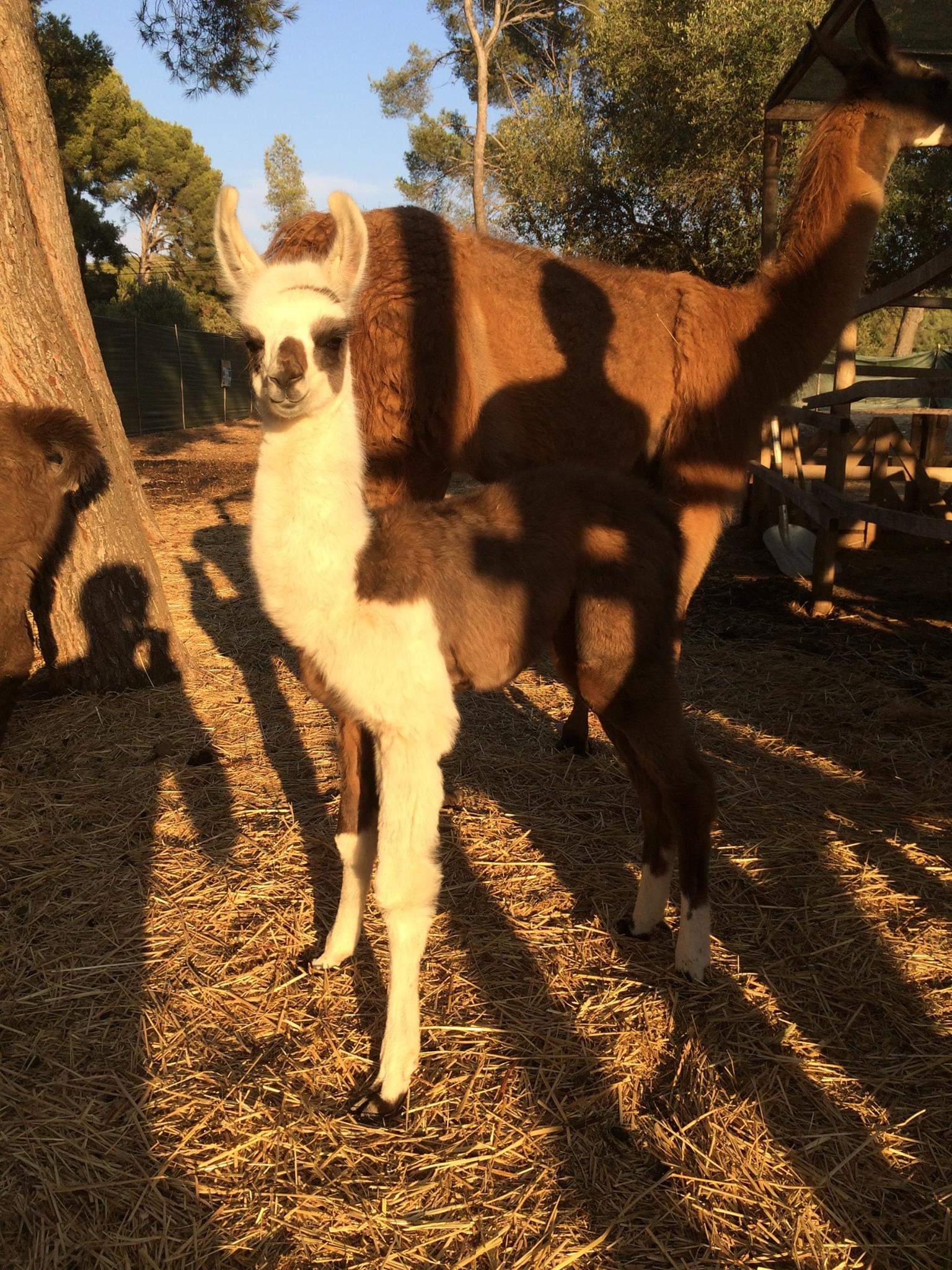 Var Lamas - Var Lamas