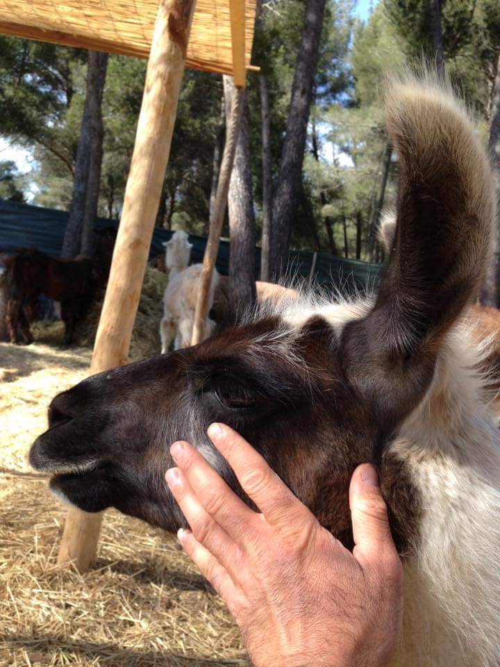 Var Lamas - Var Lamas