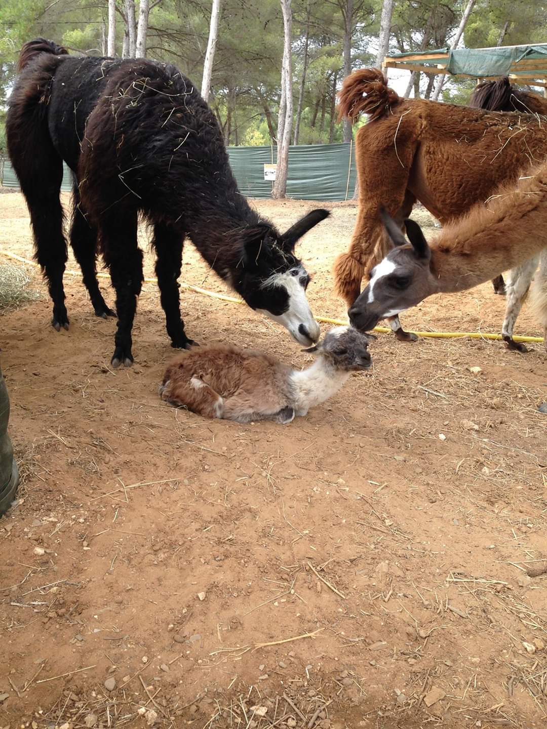 Var Lamas - Var Lamas