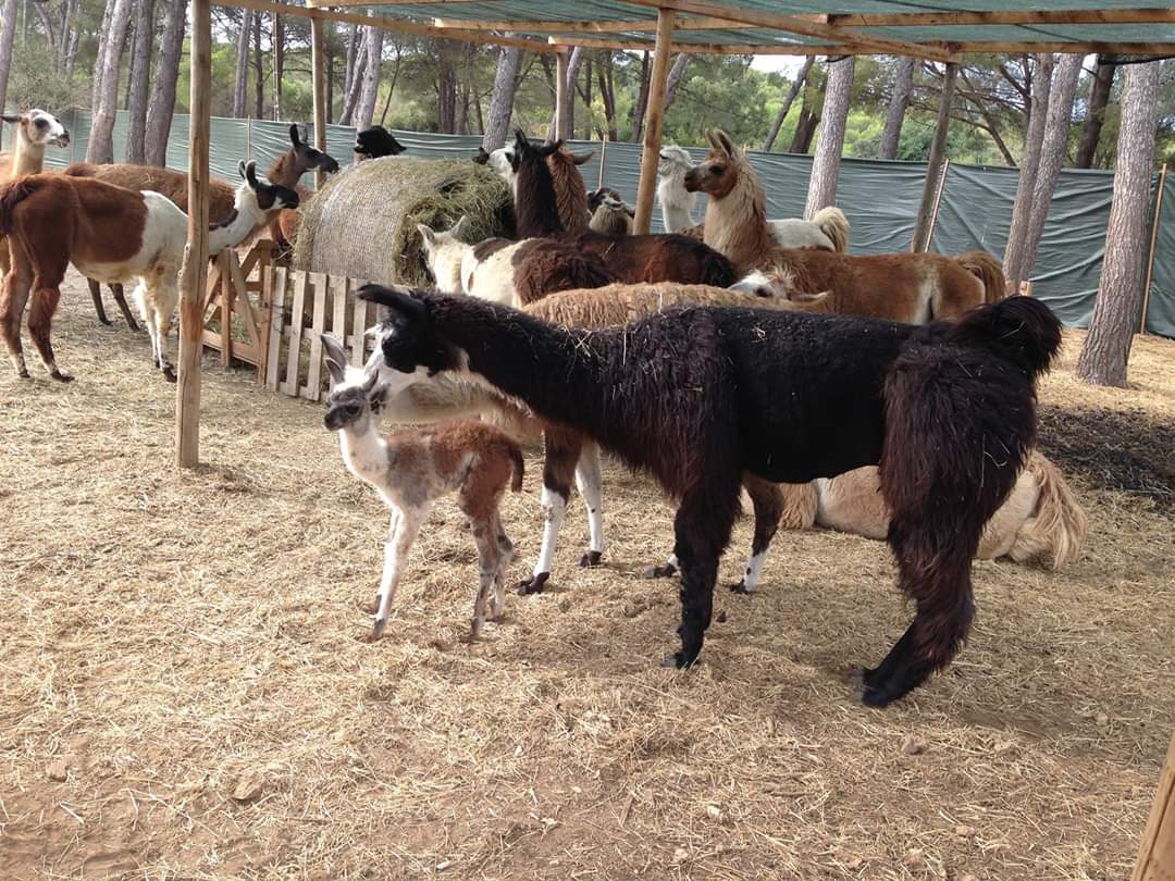 Var Lamas - Var Lamas