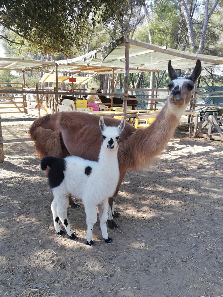 Var Lamas - Var Lamas