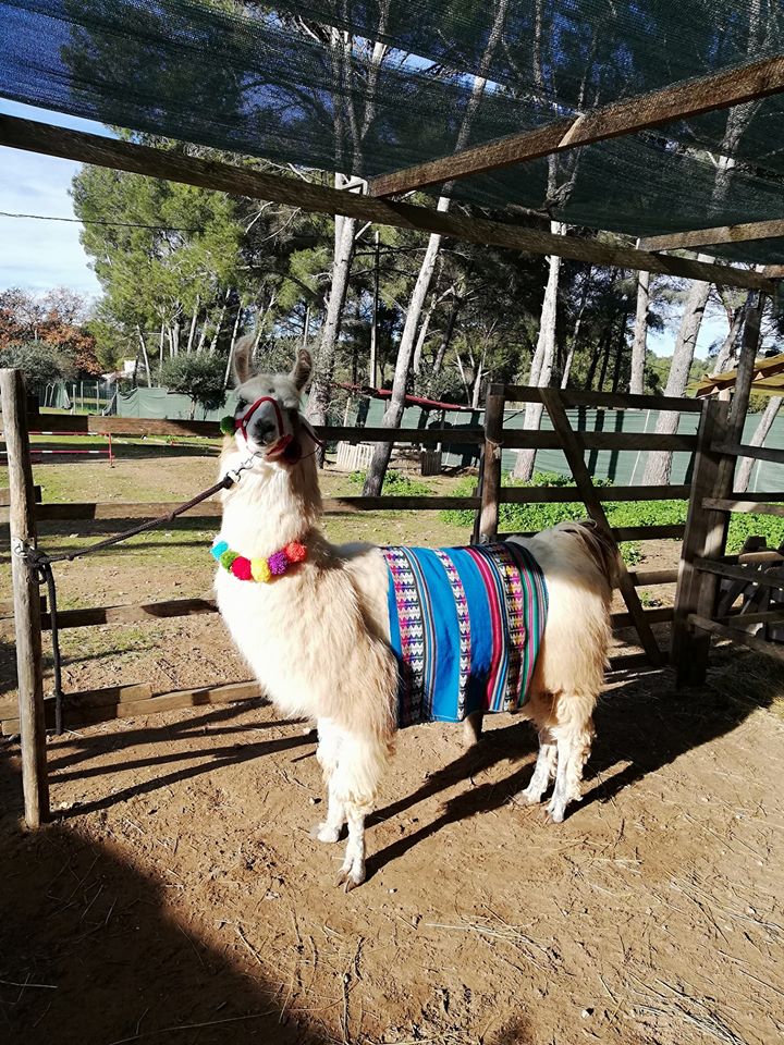 Var Lamas - Var Lamas