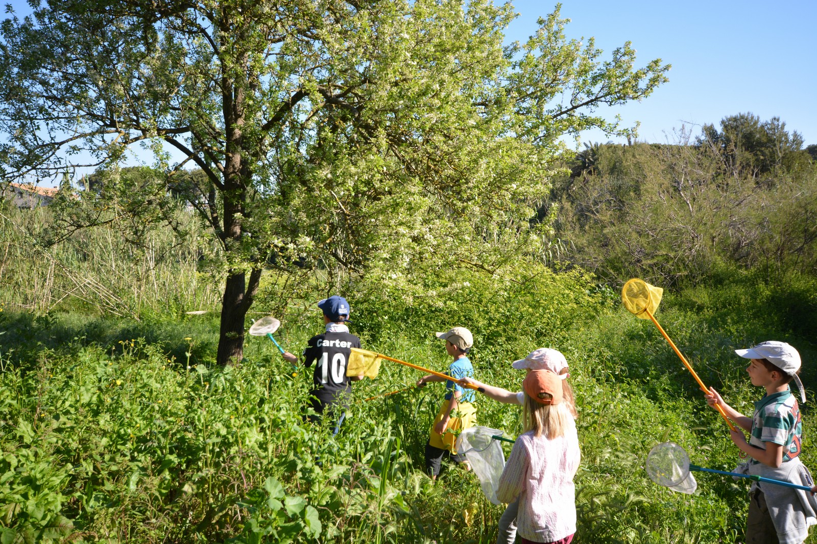 Visite nature Fernando Sandoval petit parcours dans le maquis presqu'île de Giens - Hyeres Tourisme