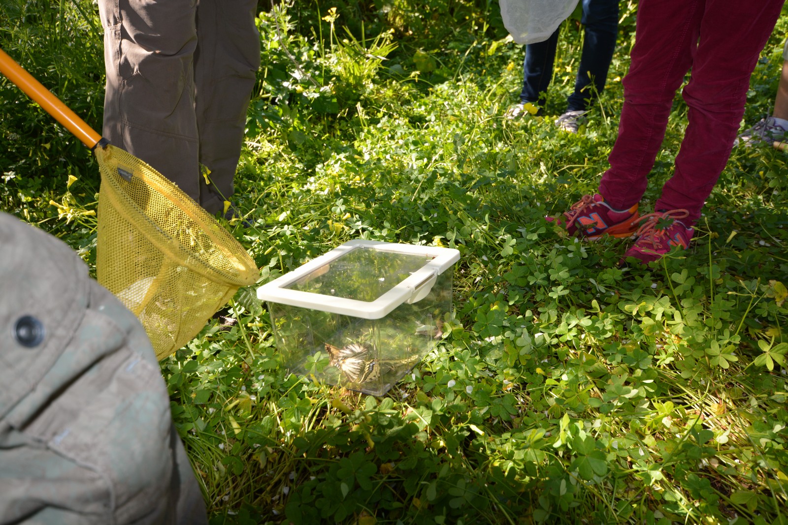Visite nature Fernando Sandoval petit parcours dans le maquis presqu'île de Giens - Hyeres Tourisme