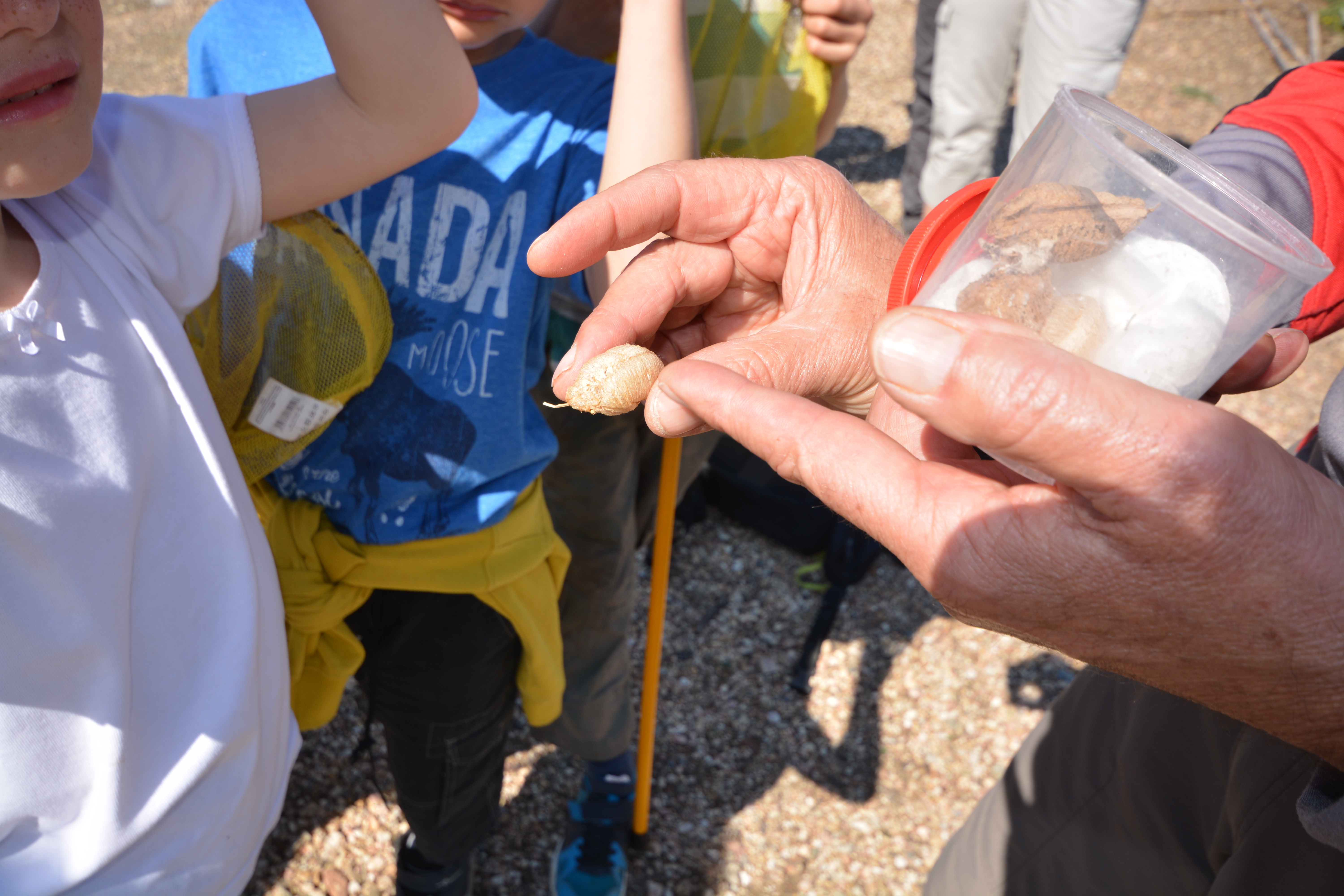 Visite nature Fernando Sandoval petit parcours dans le maquis presqu'île de Giens - Hyeres Tourisme