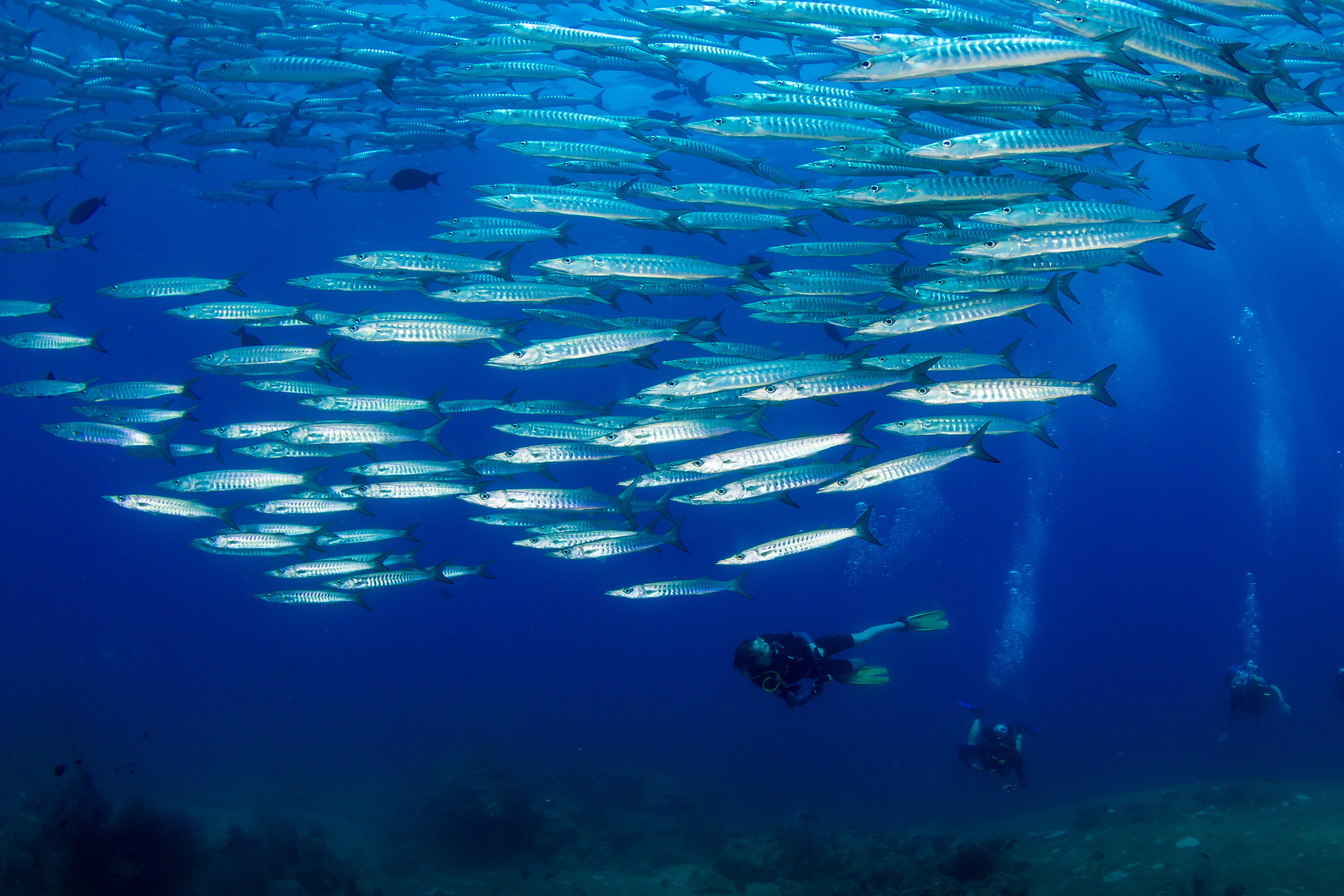 ambiance sous-marine - Evasion Plongée : Faune