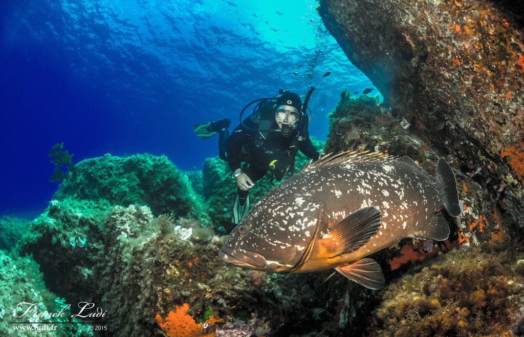 Mio Palmo - Franck Ludi